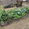 自然農法菜園の防虫ネットを外しました