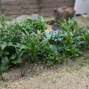 裏庭の自然農法菜園（6月23日）