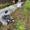 畑の雑草を成長点の下で刈り取ります