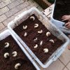 カブトムシの幼虫のお引っ越し