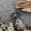 堺の空き地で見つけたセアカゴケグモ