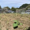 抜いていたキヌサヤエンドウ、ソラマメ、ニンニク、ジャガイモを植え戻します