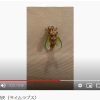 クマゼミ羽化のタイムラプス映像