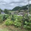雑草を刈り終わった自然農法畑（2021年9月）