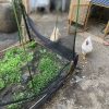 菜園のまわりを散歩するボヘーちゃん（鶏）