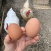 ぼへーちゃん（鶏）が産んだ卵