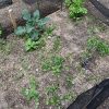 踏み荒らされた新芽が、一部復活