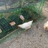 種籾を食べたそうにうろつくボヘーちゃん（鶏）