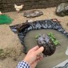 田んぼ（池）で捕まえたクサガメ