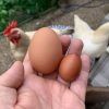 同じ日に産んだ卵（通常サイズと特小？サイズ）