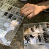 ミヤマクワガタ、スジクワガタ、オオセンチコガネ、コガネムシの変色個体などいっぱい捕れました