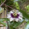パッションフルーツの花