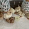 ヒヨコ灯にあつまるニワトリの雛たち