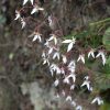 ユキノシタの花が咲いています