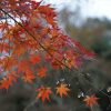 楓が紅葉で真っ赤です