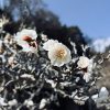 山添村でも梅が咲き始めました