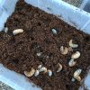 新しく交換した腐葉土マットに潜っていくカブトムシの幼虫