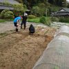 雑草を引いたり畝を直しています